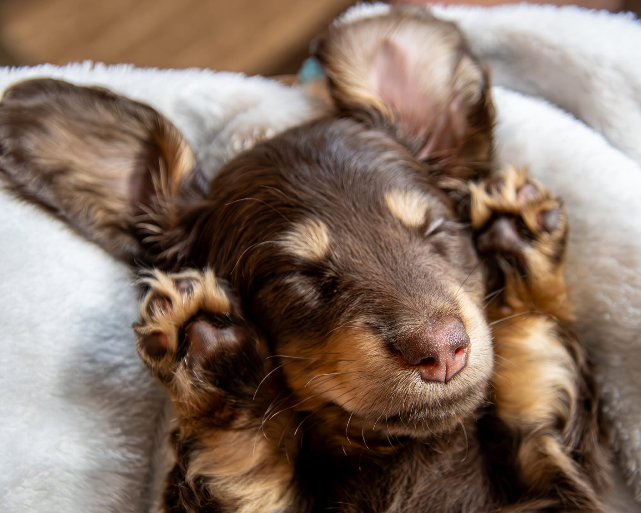 Cassiopeia Doxies puppy sleeping peacefully on a soft blanket