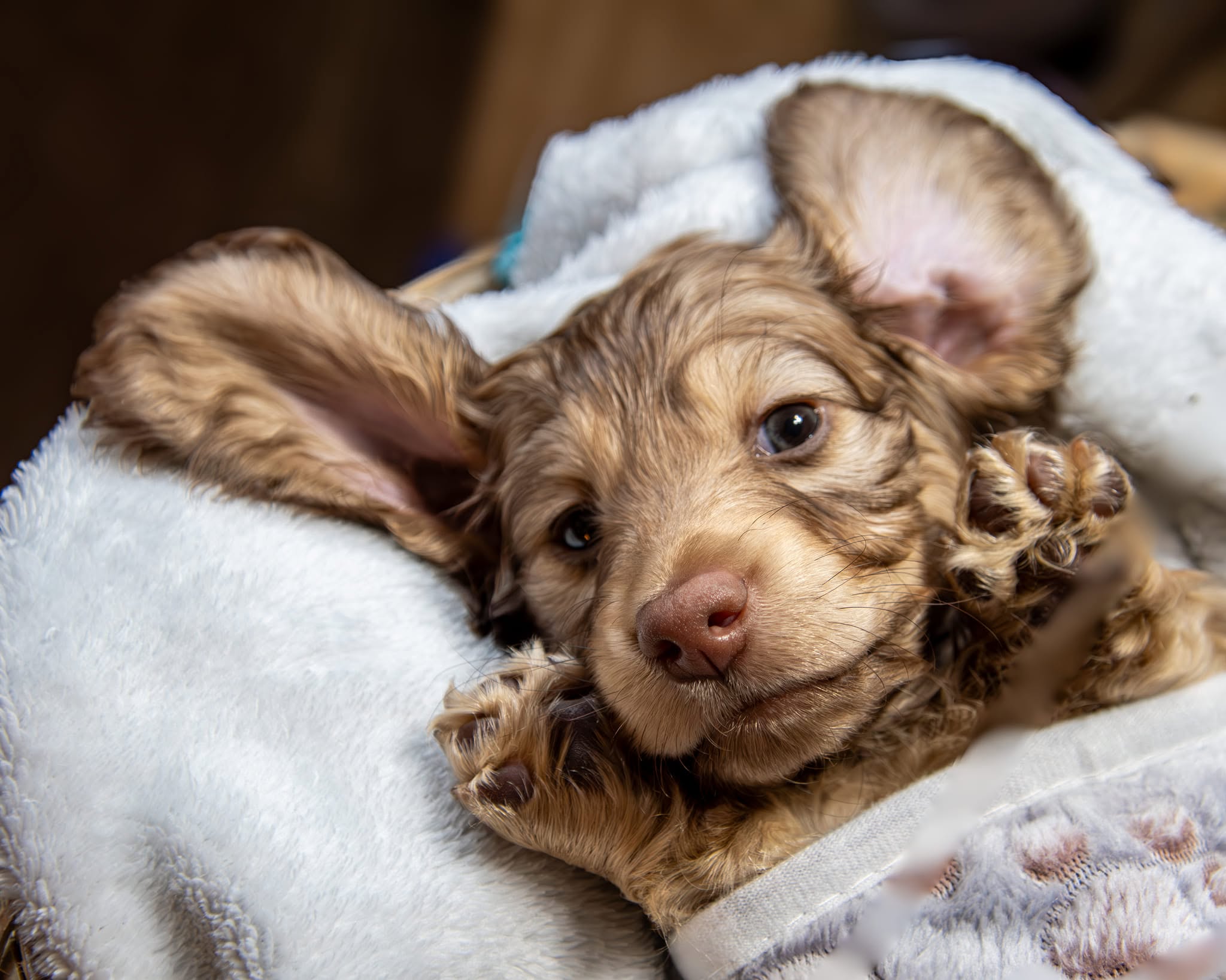 Cassiopeia Doxies puppy